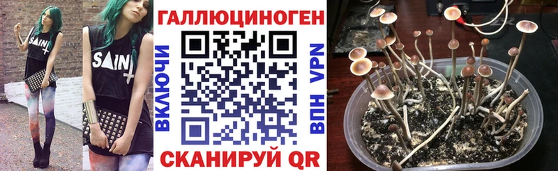 закладки  ссылка на мегу как войти  Псилоцибиновые грибы GOLDEN TEACHER  Россошь 
